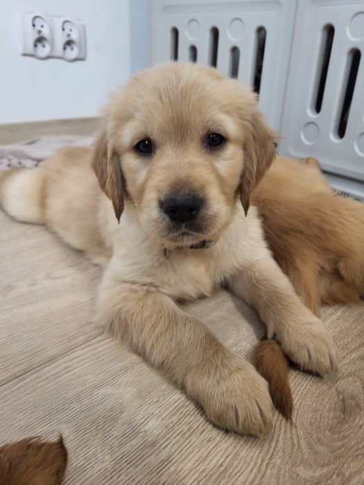 Samiec Golden Retriever gotowy do odbioru