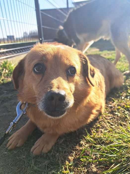 Luna, staruszka do adopcji