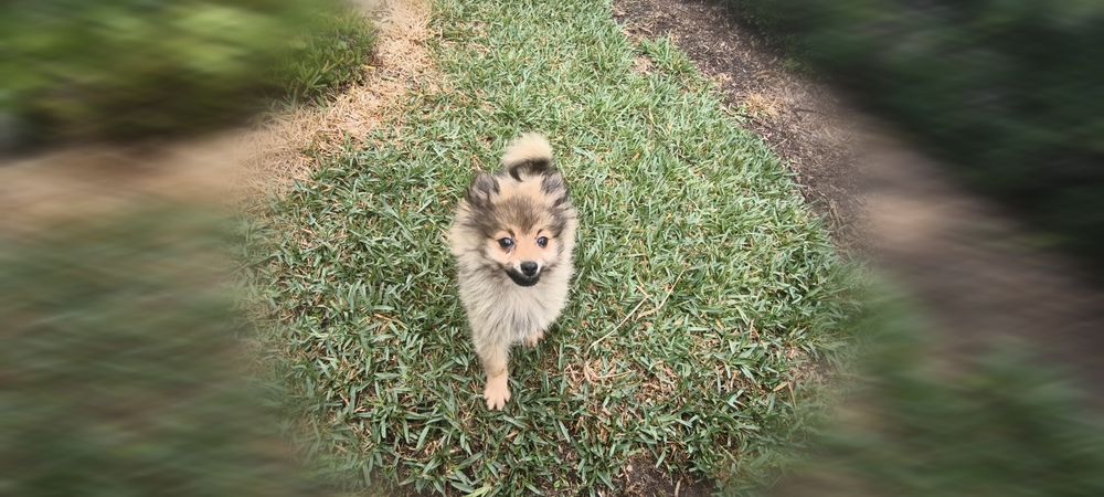 Spitz alemão anão Lulu da Pomerânia hiper miniatura criado em ambiente