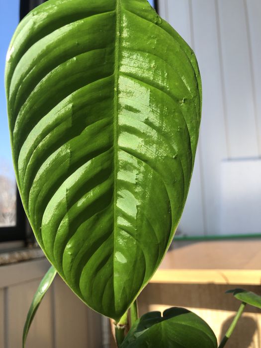 Філодендрон  Esmiraldens