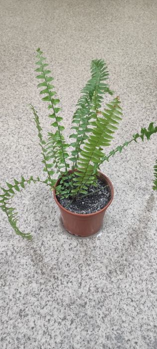 Продам кімнатні рослини папороть (нефролепіс)