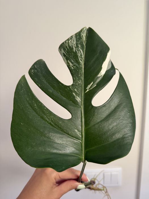 Cutting Monatera Albo variegata