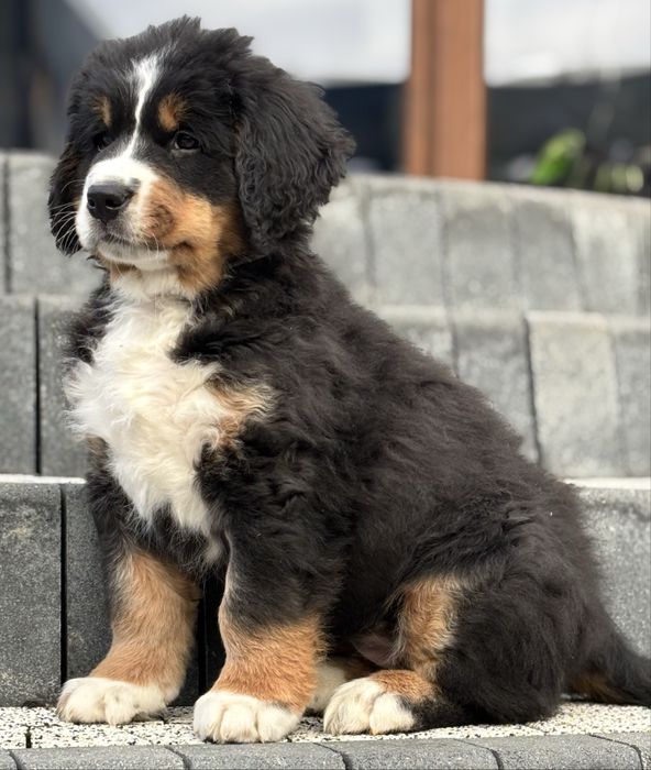 Berneński pies pasterski ZHPR UCI