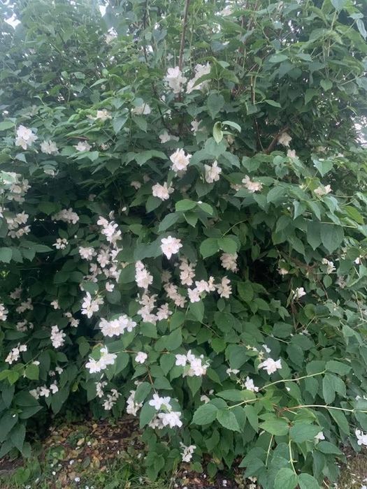 jasminowiec kopany z gruntu