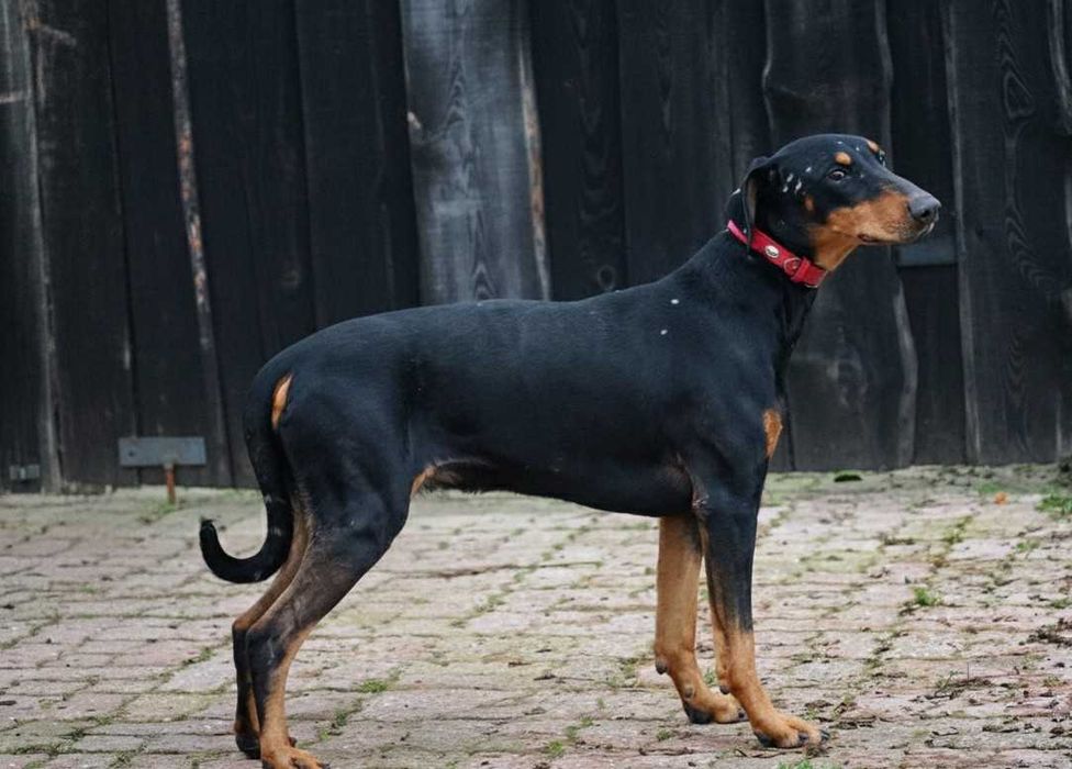 REGON - piękny pies w typie doberman