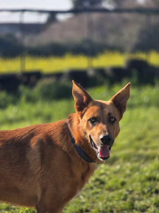 Baboo & Marley, irmãos com 2 anos para adoção responsável
