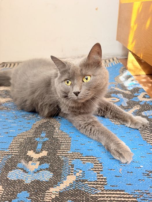 Віддам у добрі руки домашню кішку Шебу кошку кошеня
