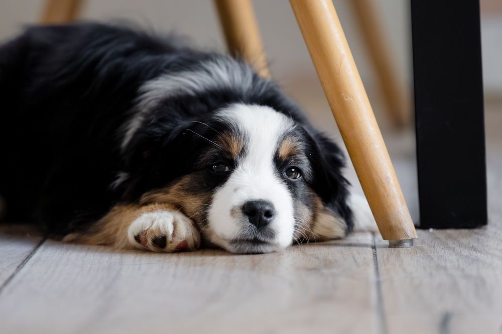 Хлопчик мініатюрної американської вівчарки. Міні ауссі