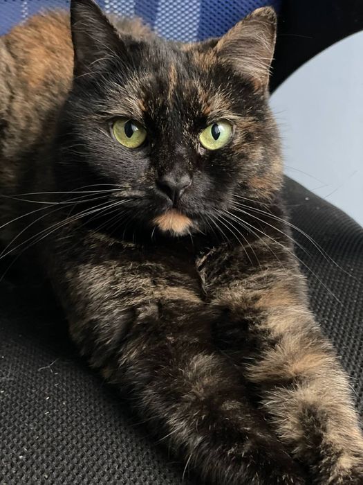 Кошка с непростой судьбой в поисках дома