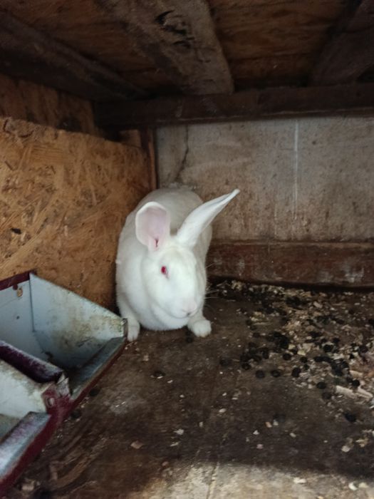 Продам самокТермонська біла