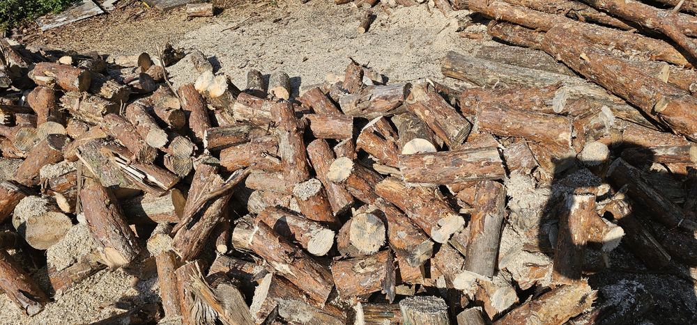 Gałęziówka sosnowa sucha