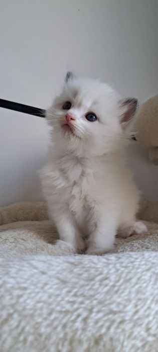 Koteczka ragdoll blue bicolor piękna puchata