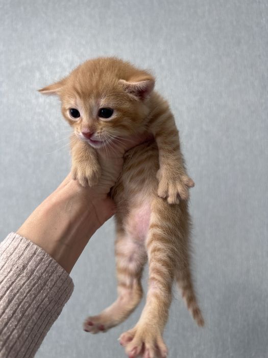 Котенок, домашний, бесплатно