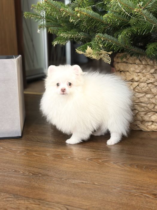 Померанський шпіц хлопчик мішка