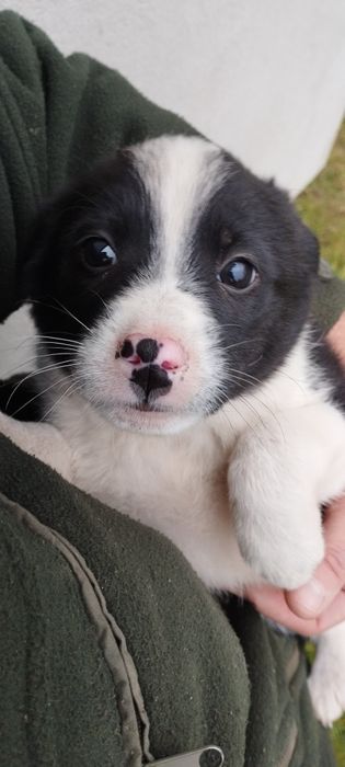 Oddam w dobre ręce szczeniaki