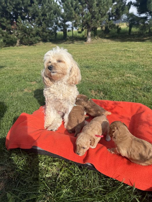 Cudowna sunia maltpoo- rezerwacja