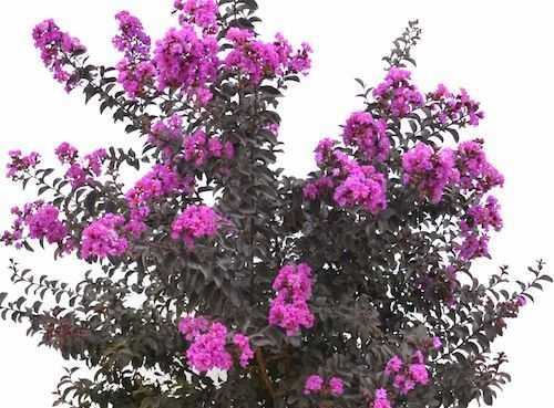 Lagerstroemia Black Diamond Piękne fioletowe kwiaty Duża Hit lata!!