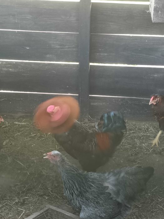 Galo lindissimo raca bramha