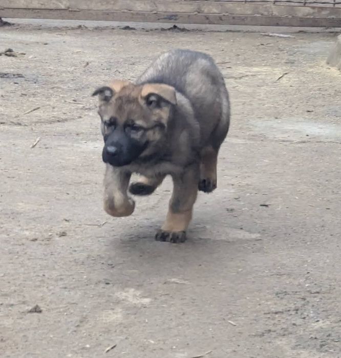 Цуценята німецької вівчарки