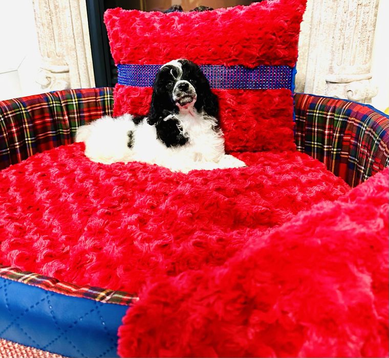 Pudel toy wielobarwny sunia