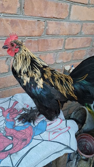 Продам Карликових півнів.