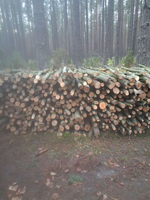 Sprzedam buk drzewo opałowe