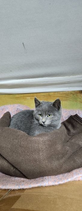 Кошеня в добрі руки