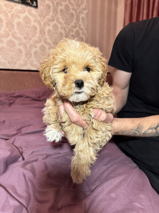 Чарівний хлопчик мальтіпу F-1