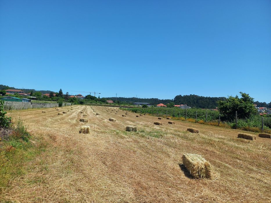 Vende-se palha de azevem deste ano boa qualidade