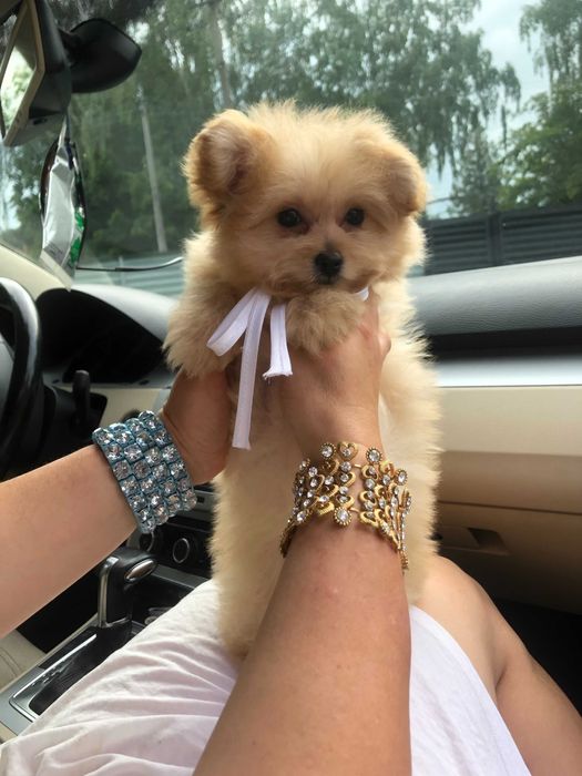 Помапу — Гарантовано закохаєтесь з першого погляду