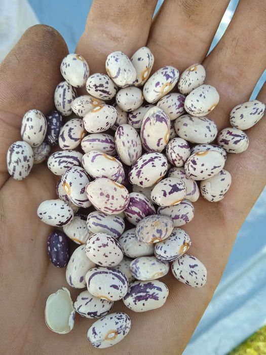 Від 10 кг. Продам домашню квасолю, 90 грн.  Волинь.