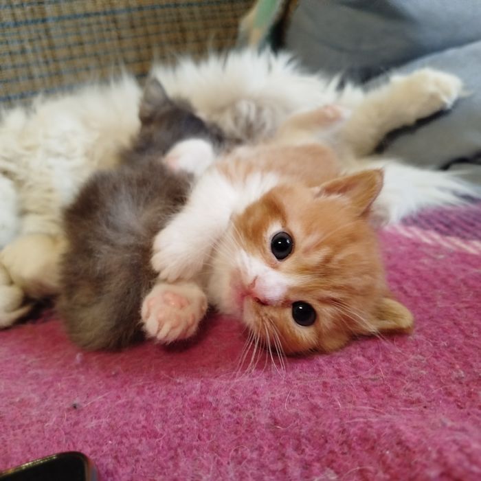 Віддам рудого котика кошенята