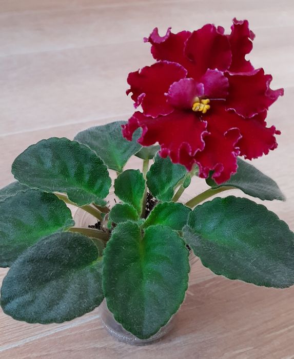 Сортовые фиалки, Взрослые растения и детки