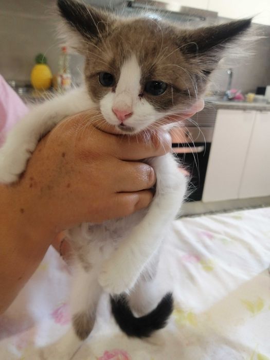 Gatinha para adopção