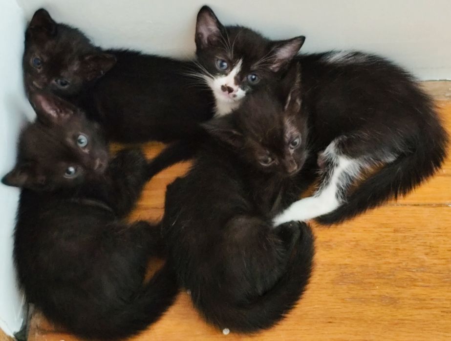 Gatinhos lindos  para adopção.