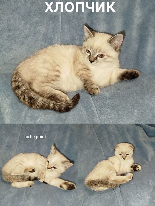Кошенята  страйт
