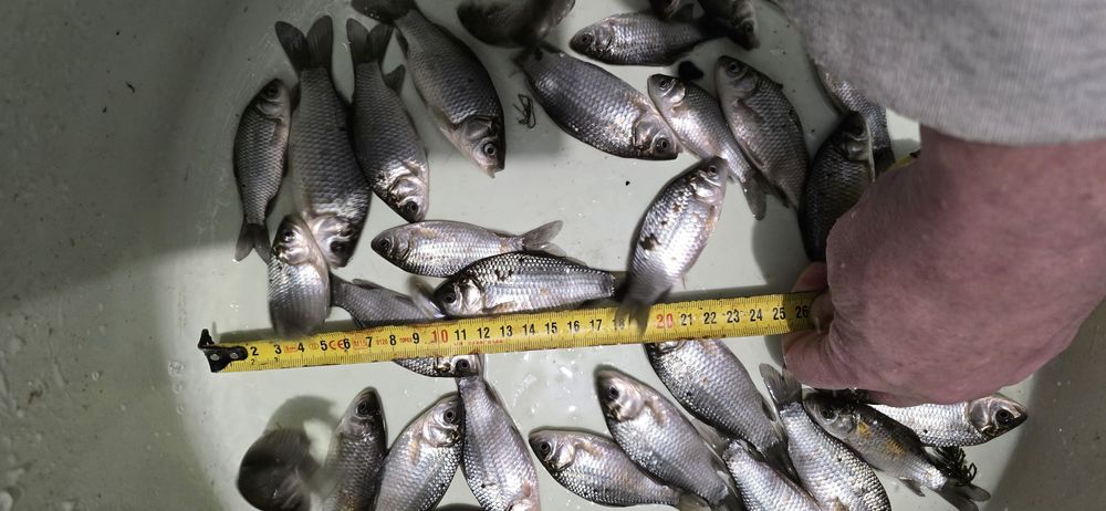 Karaś na żywca od 8-15 cm