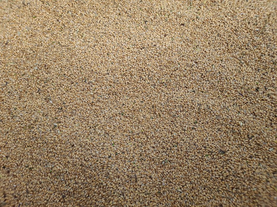 Pszenica  jeczmien tegoroczny.