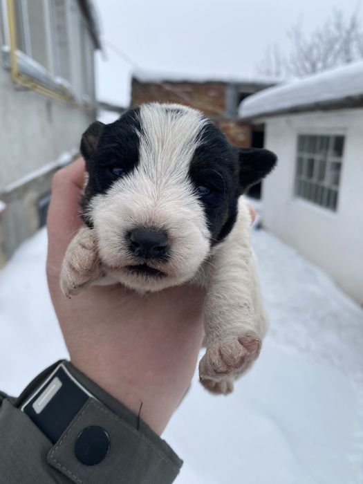 Фокстерєри дуже гарні друзі і охотніки дуже добре ладять з дітками