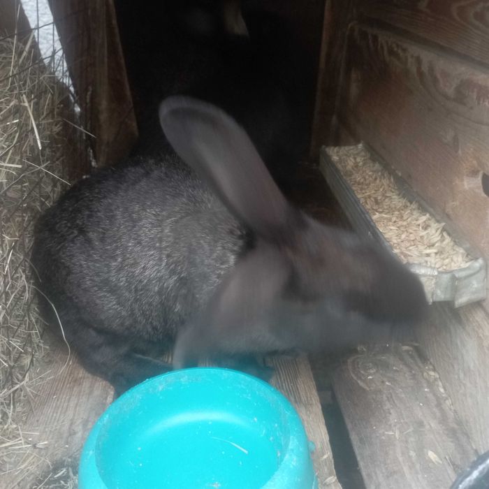 Продам кролики змішаних порід