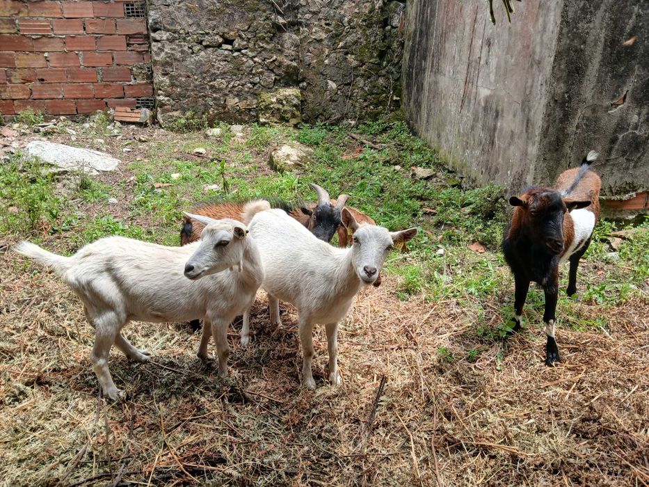 Cabras bonitas e desparasitadas