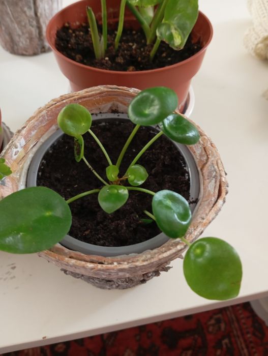 Plantas naturais 5 euros