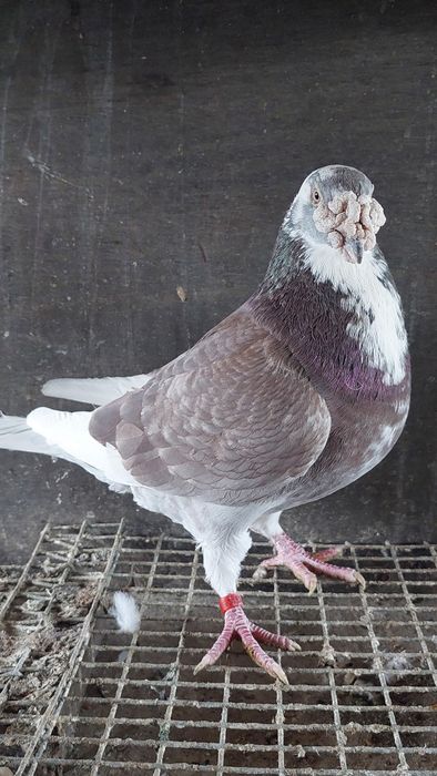 Golebie staropolskie