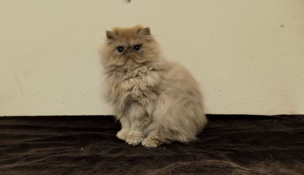 Persa Macho Vermelho