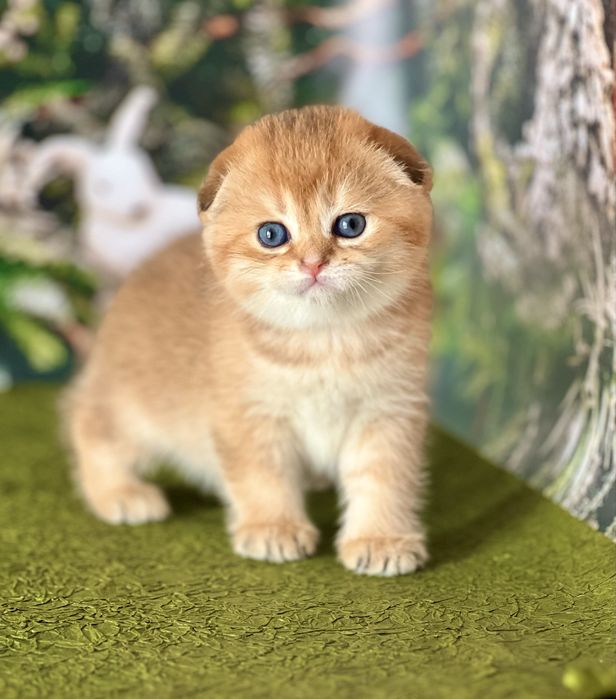 Гарний висловухий золотий котик , цікавий у розпліднення