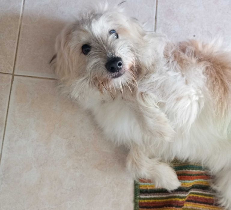 Cadela para adoção – 6 meses