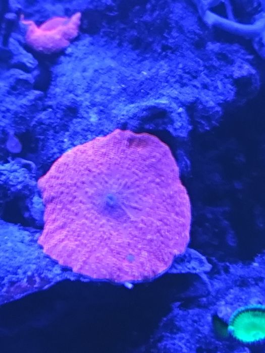 Rodacthis + palytoa + actinodiscos