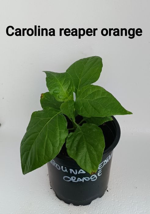 Mudas de pimentas - fortes e saudáveis