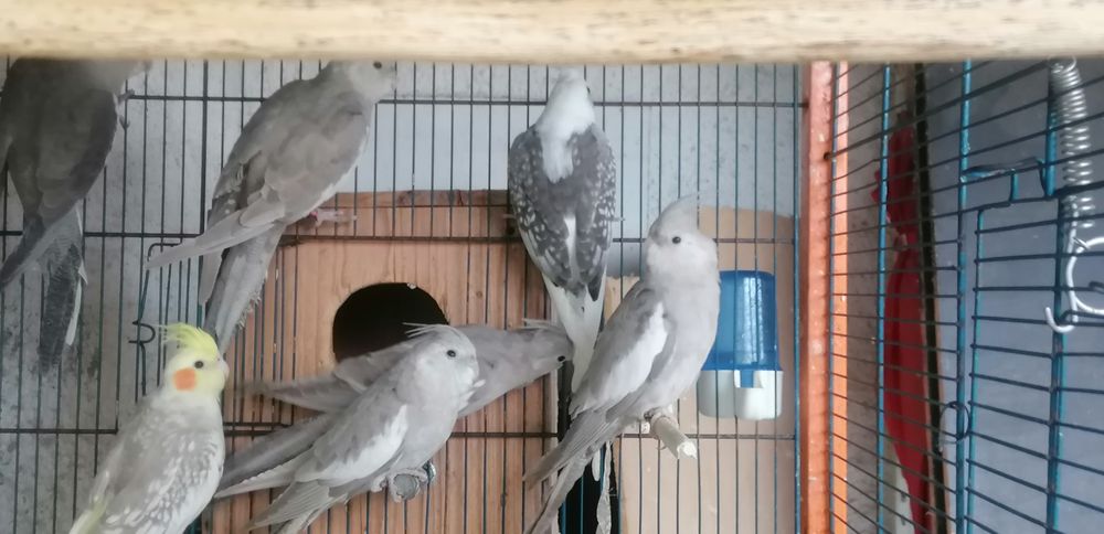 Caturras pérolas brancas albinas arlequim