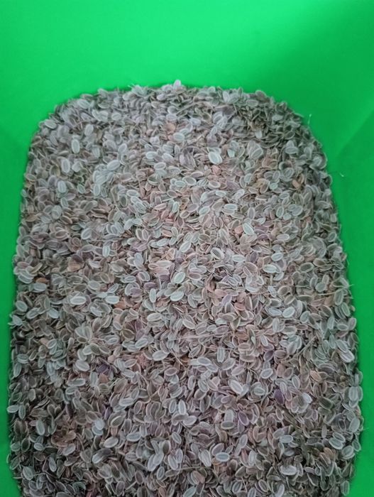 Koper ogrodowy ekologiczny nasiona kolekcjonerskie